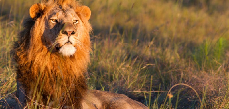 Uganda Safari Lion