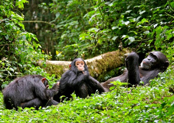 chimpanzee trekking in kibale national park