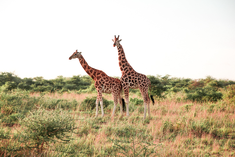 Giraffes in Murchison National Park