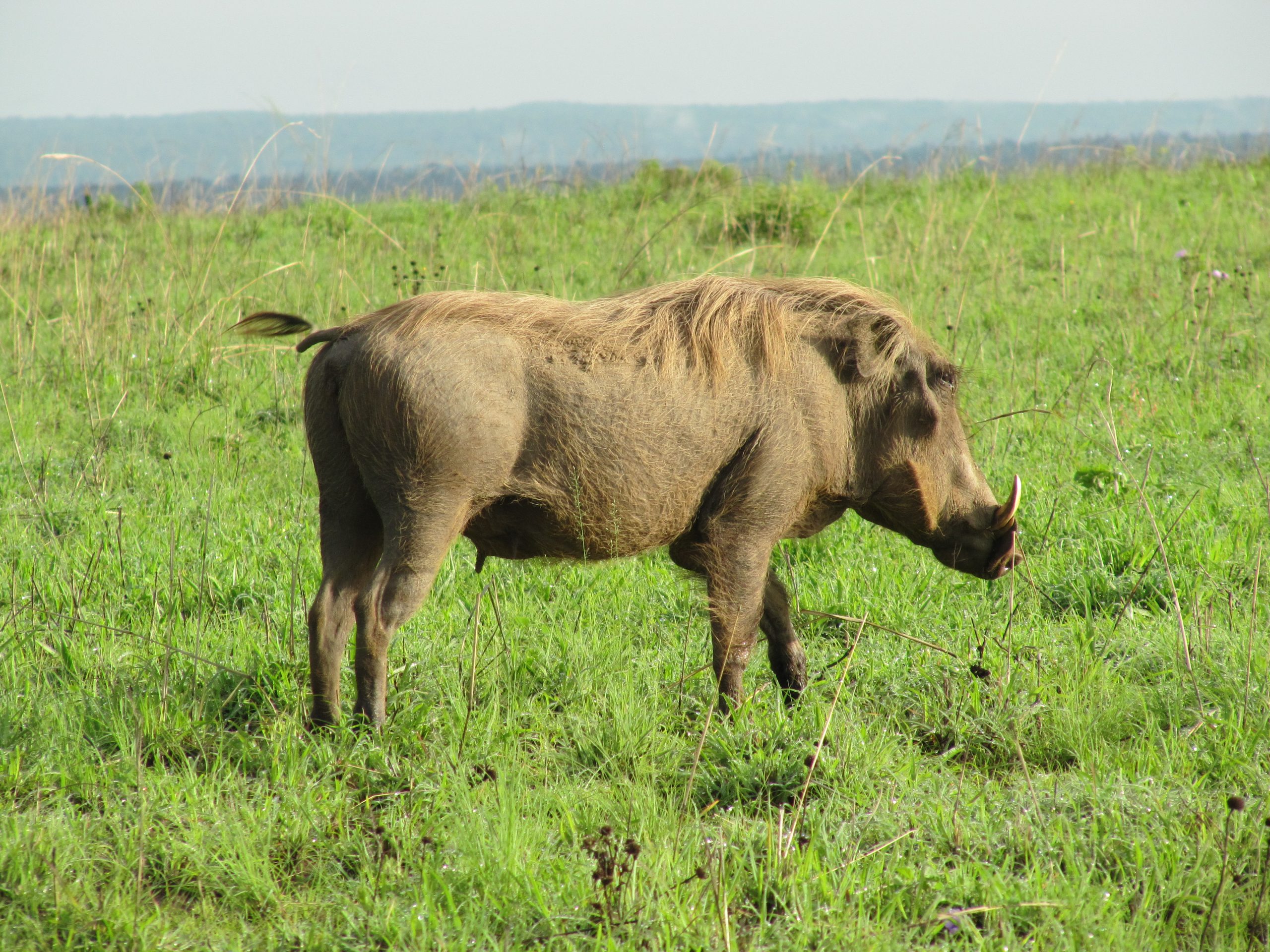 Warthog in Murchison Falls National Park