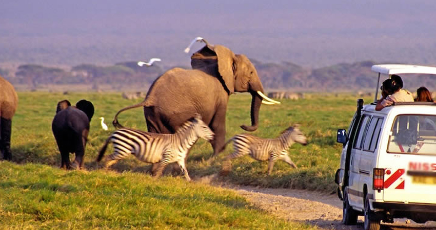 evening game drive in amboseli national park