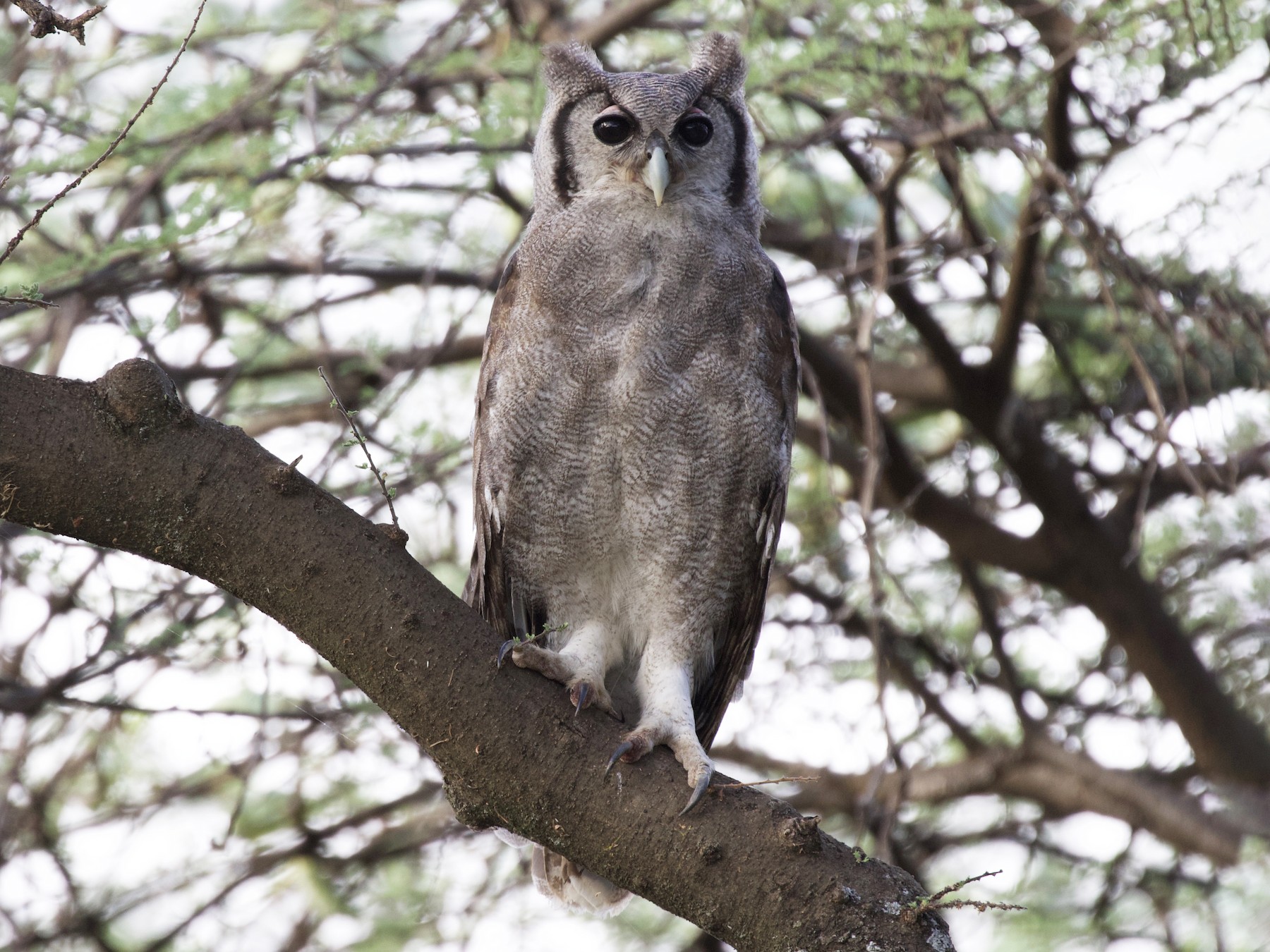 Verreaux's Eagle-Owl 