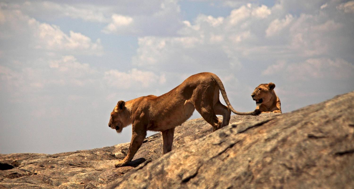 3 Days Wildlife Tanzania adventure safari (Ngorongoro crater and Lake Manyara national park)