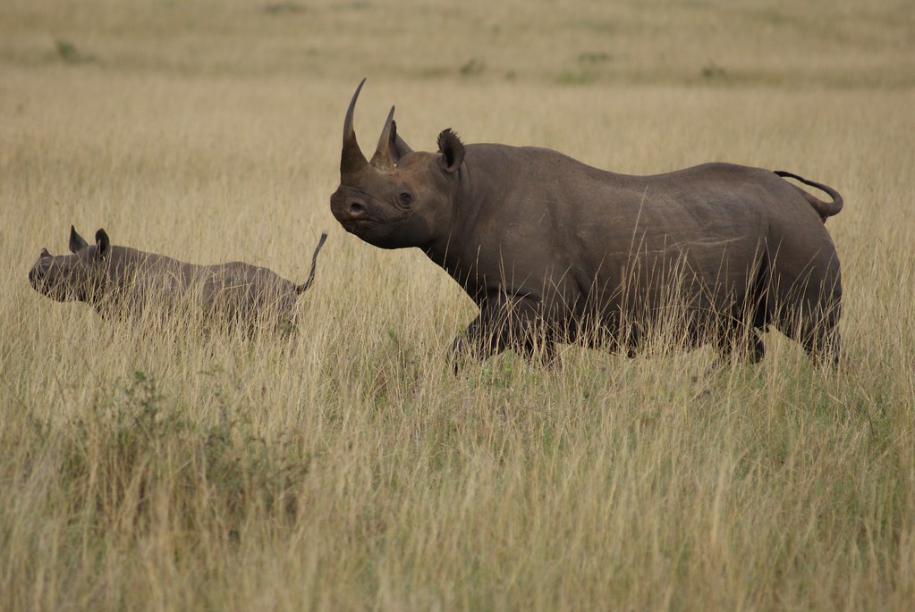 Rhinos in masai mara national reserve