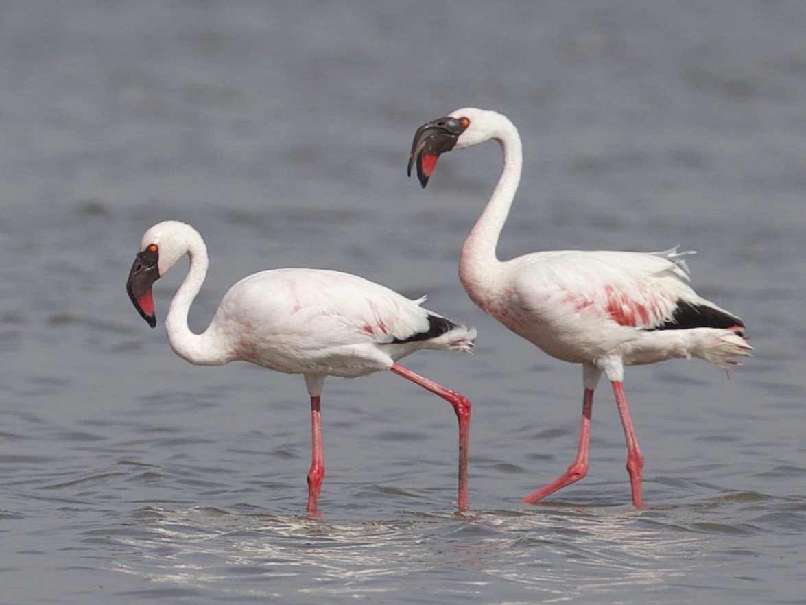 Lesser Flamingo  