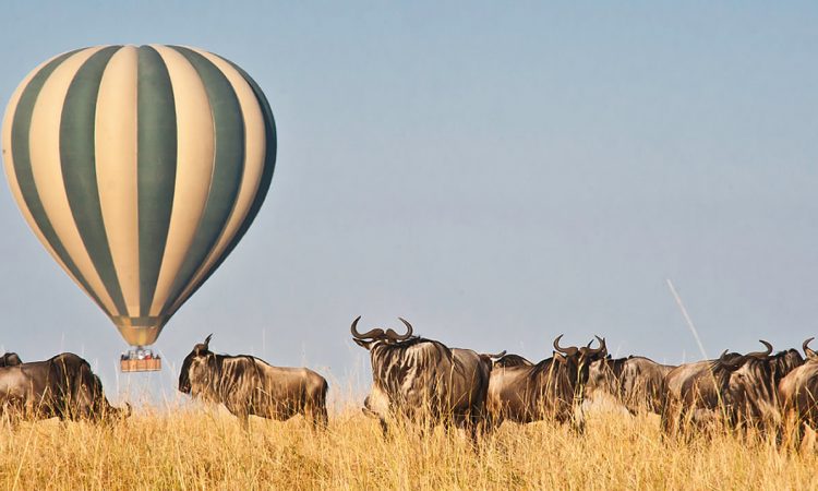14 days Uganda & Kenya wildlife safari