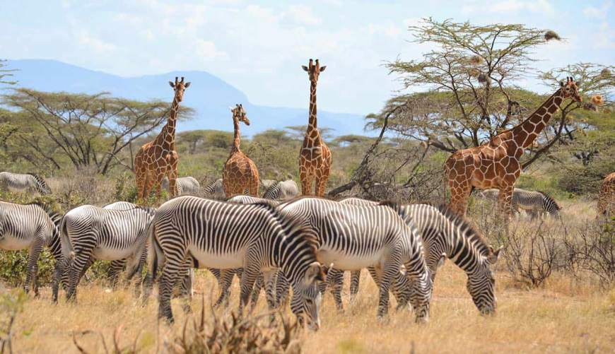 10 Days Best of Kenya Wildlife safari 