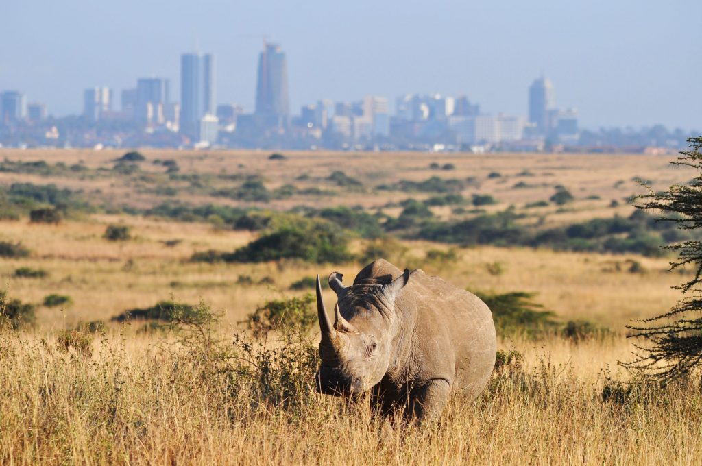 Guide to Nairobi National Park 