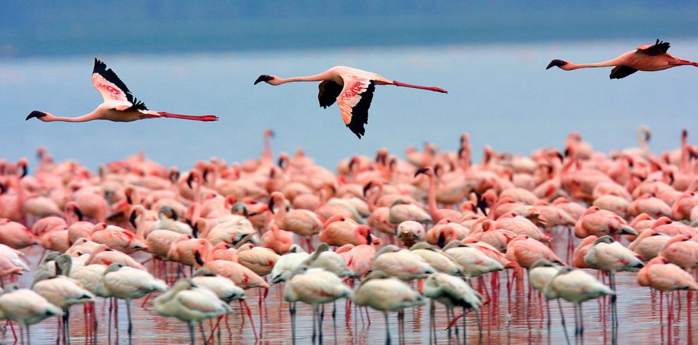 Bird List in Lake Nakuru National Park | Kenya Birding Safaris | Birding