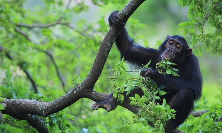 chimpanzee trekking in kibale national park