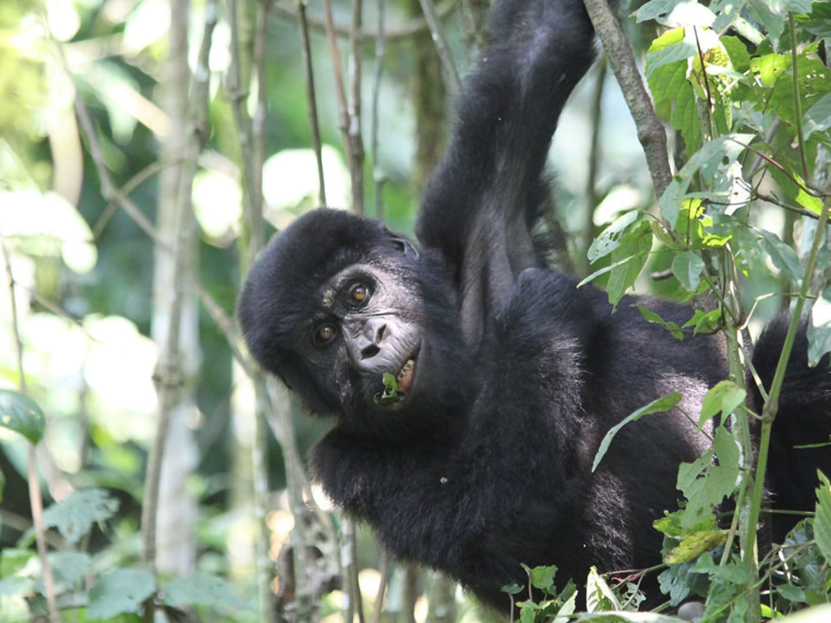 5 Days Uganda Flying Gorilla & Chimpanzees trekking safari 