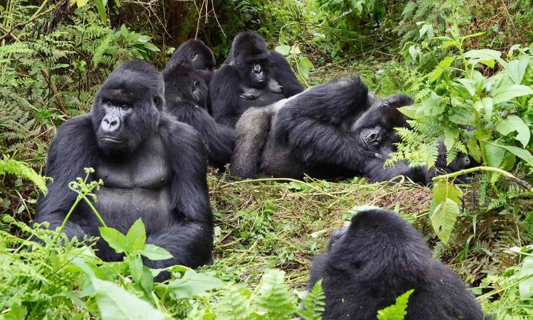 Mountain Gorilla Families in Uganda 