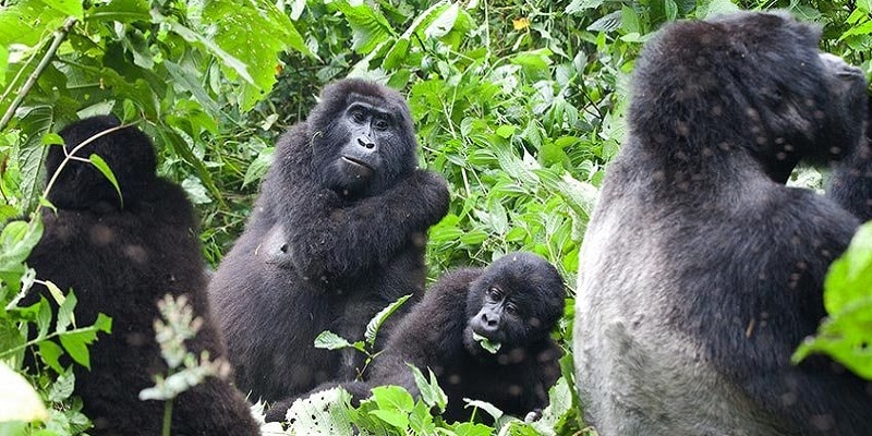Kahungye Gorilla Family –  