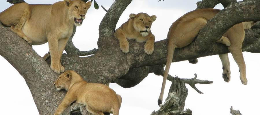 Tree climbing Lions in Lake manyara