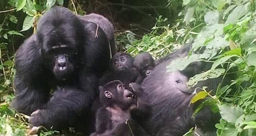 Mukiza gorilla family 