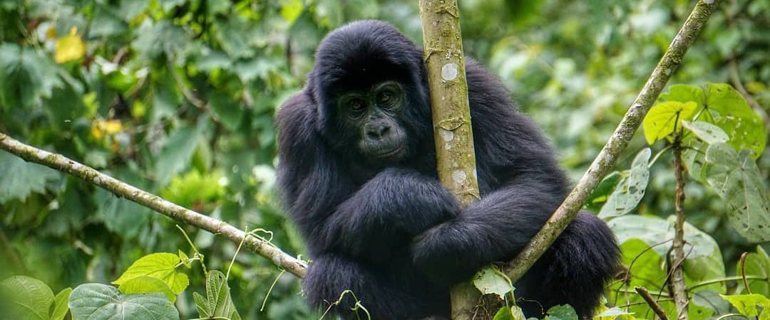 4 Days Rwanda Gorilla & Golden monkey trekking safari