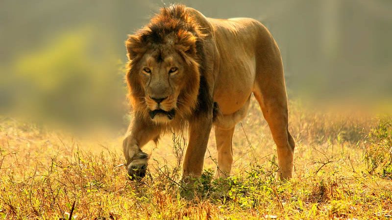 7 Days Kenya Big Five safari