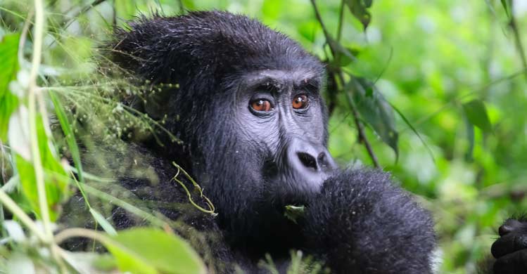 7 Days Rwanda Primates Safari