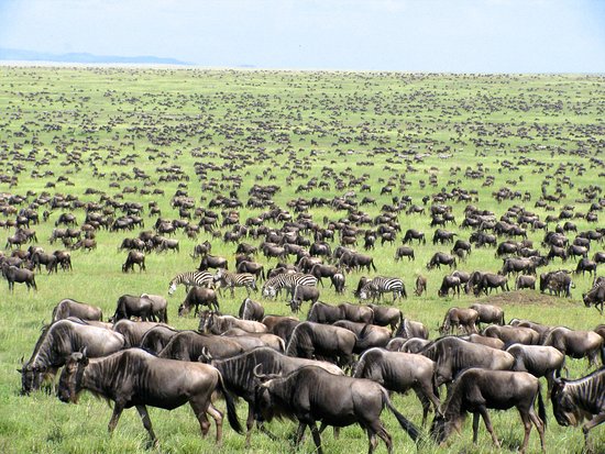 wildebeests in masai mara national park