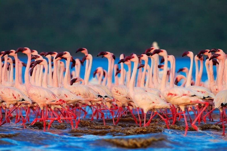 flamingoes in lake nakuru
