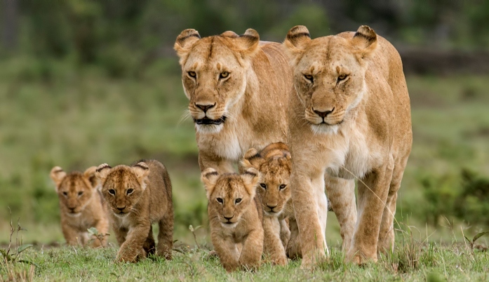 Lions in Masai Mara national reserve