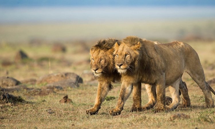 Maasai Mara National Reserve | Kenya Safari Destinations | Kenya Wildlife