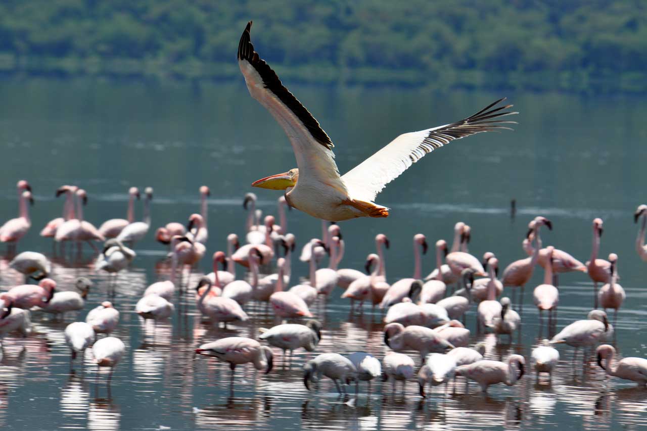 Lake Nakuru National Park | kenya parks | lake nakuru | Kenya Wildlife