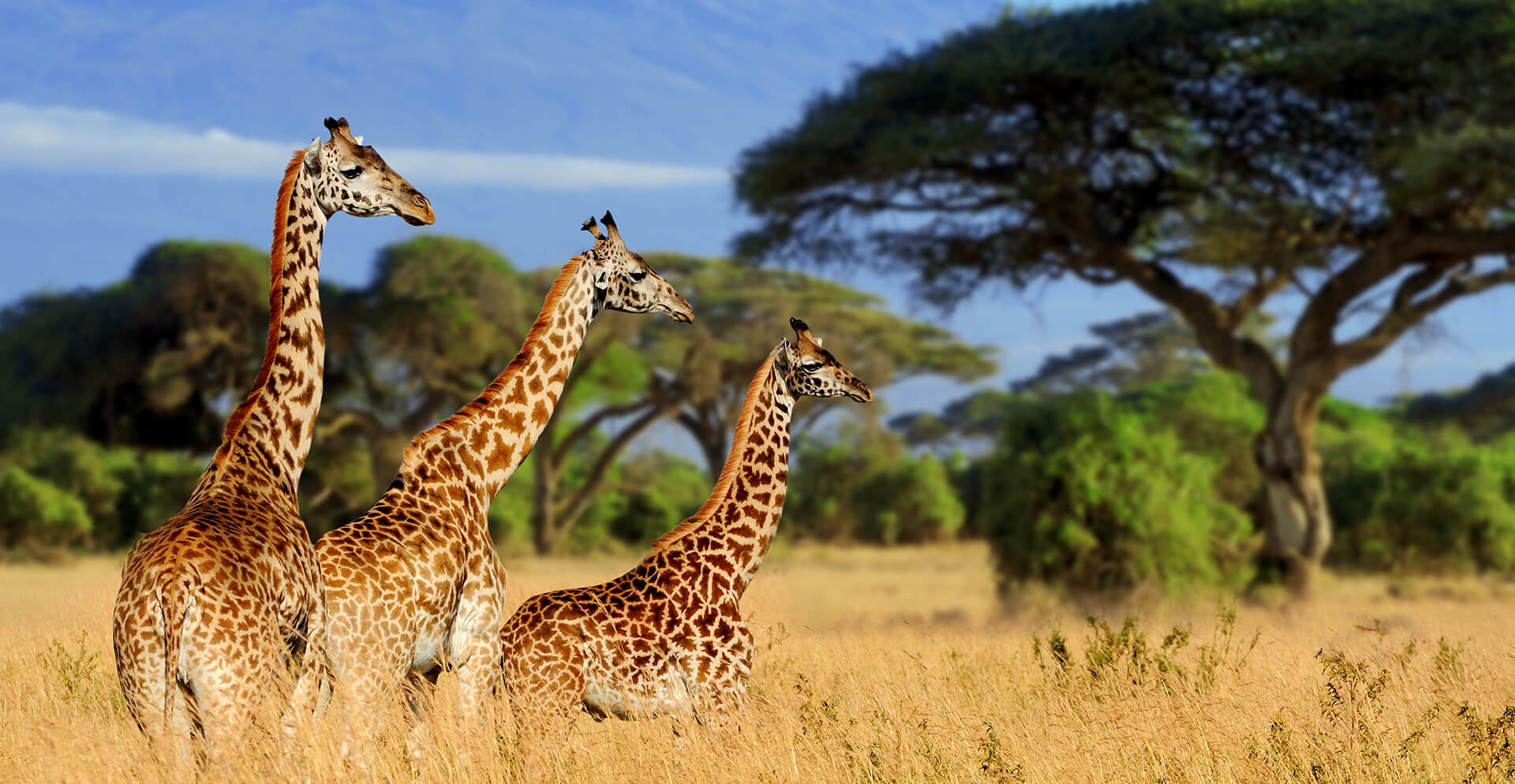 7 Days Tanzania wildlife Safari