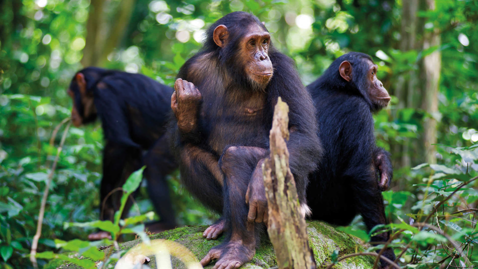 6 Days Rwanda Gorilla, wildlife and chimpanzee Safari
