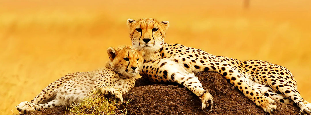 7 Days Tanzania wildlife Safari | Tanzania Safaris Tours | Tanzania