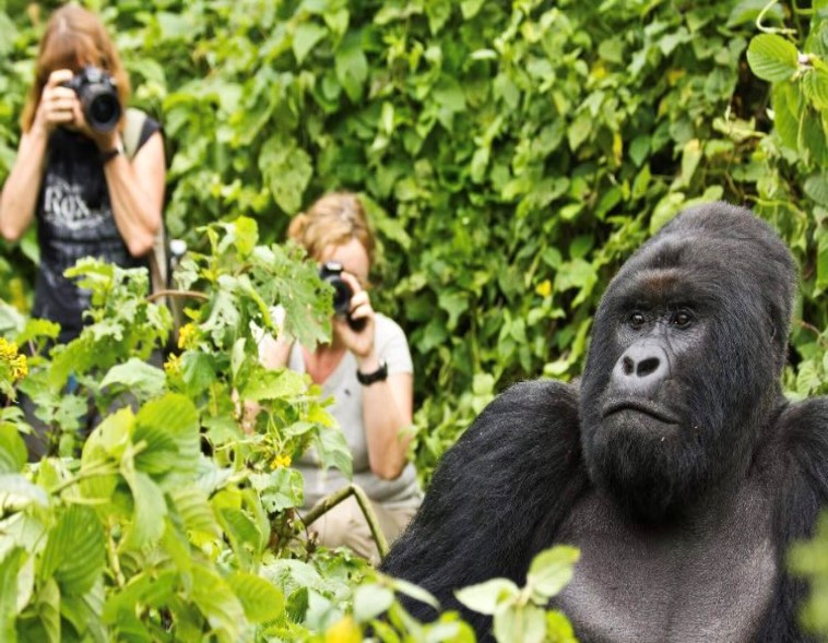 6 Days Rwanda Gorilla, wildlife and chimpanzee Safari