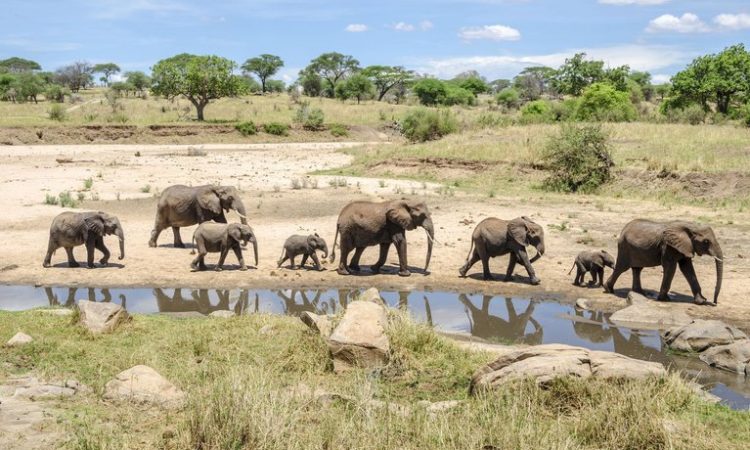 5 days Tanzania wildlife safari