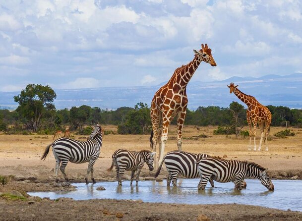 Animals in Ol Pejeta Conservancy Kenya 2022