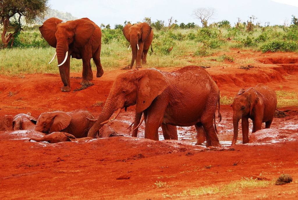  Tsavo National park Elephants 