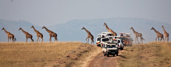 4 days maasai mara wildebeest safari
