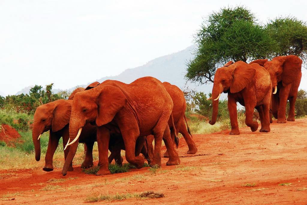  Tsavo National park Elephants 