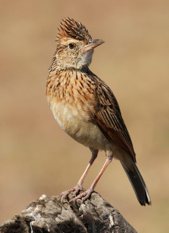 Birding in Queen Elizabeth National Park