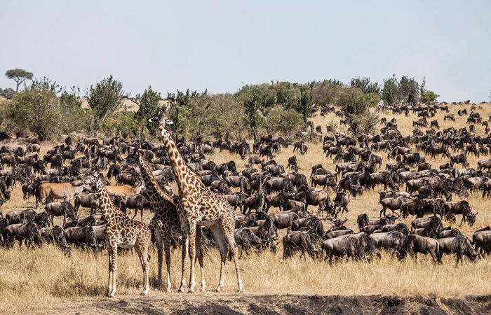 How To Travel Between Masai Mara And The Serengeti