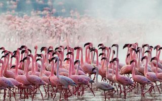 Bird Checklist of Lake Nakuru National park